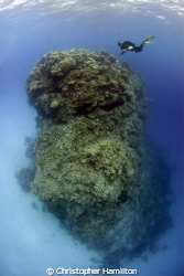 barracuda bommie, Agincourt reef GBR by Christopher Hamilton 